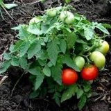 Mongolski patuljasti paradajz